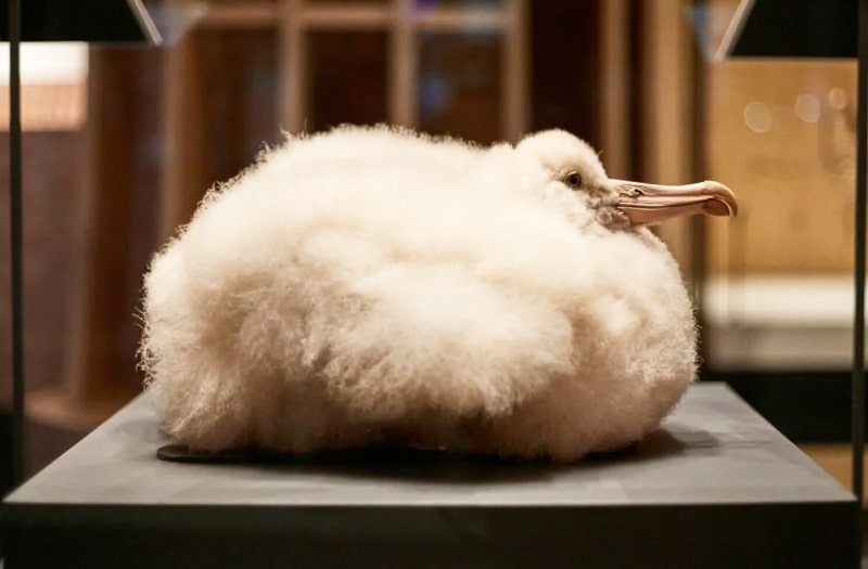 A photo of an exhibit shows an albatross chick, a cute fluffy, woolly ball, its head tucked into its body.